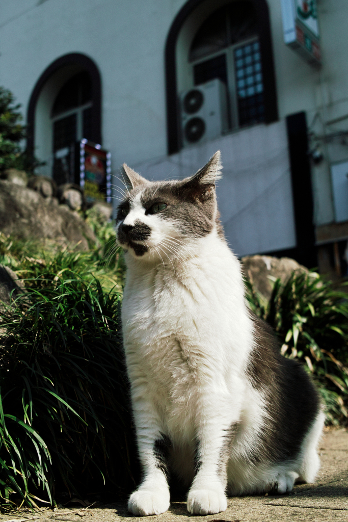 猫撮り散歩1930