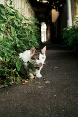 猫撮り散歩1445
