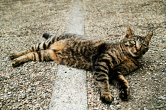 猫撮り散歩1530