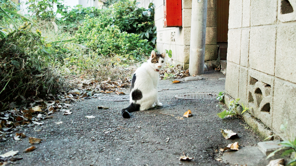 猫撮り散歩2153