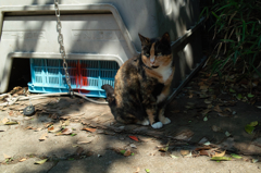 猫撮り散歩142