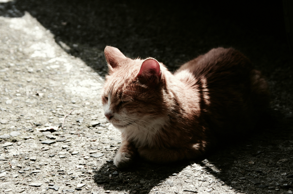 猫撮り散歩366