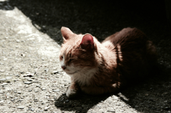 猫撮り散歩366