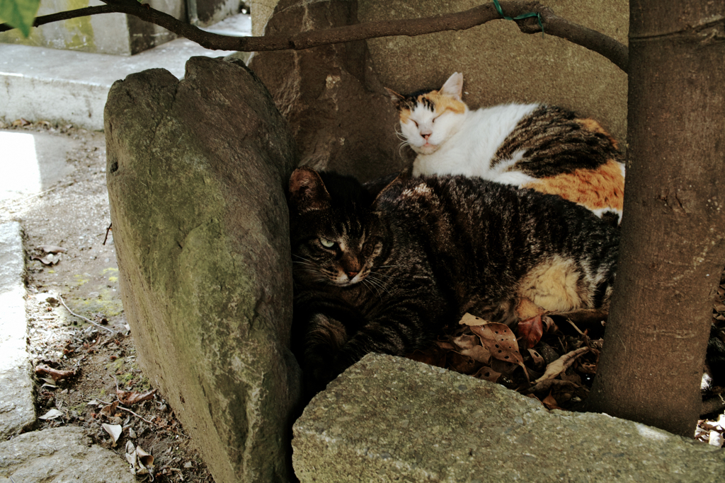 猫撮り散歩1518