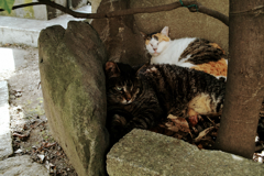 猫撮り散歩1518