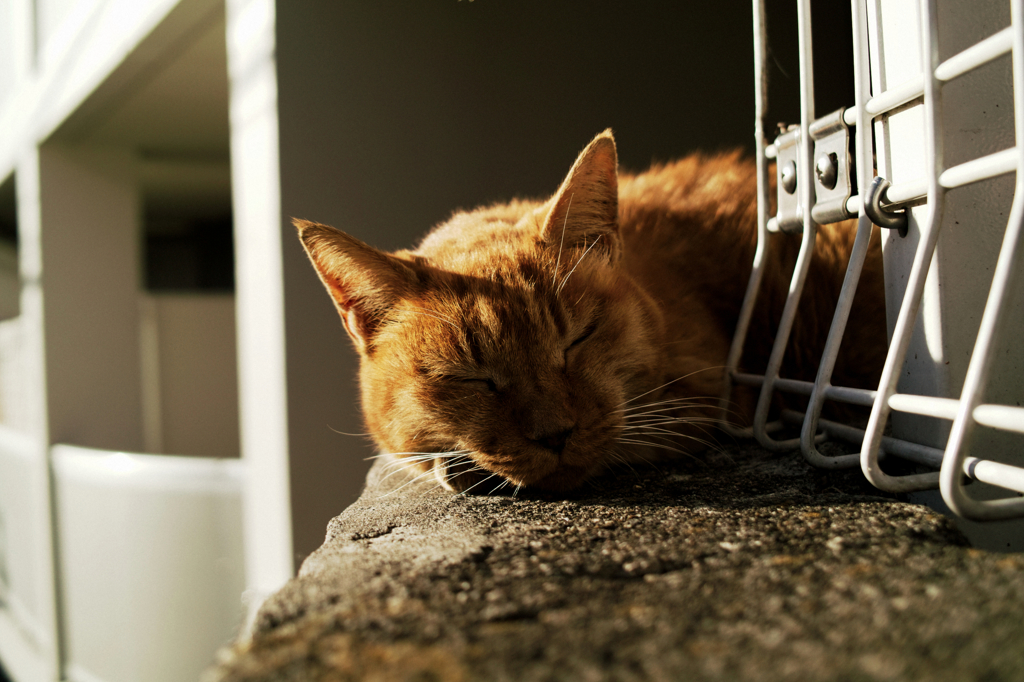 猫撮り散歩986