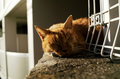 猫撮り散歩986