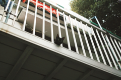 猫撮り散歩1301