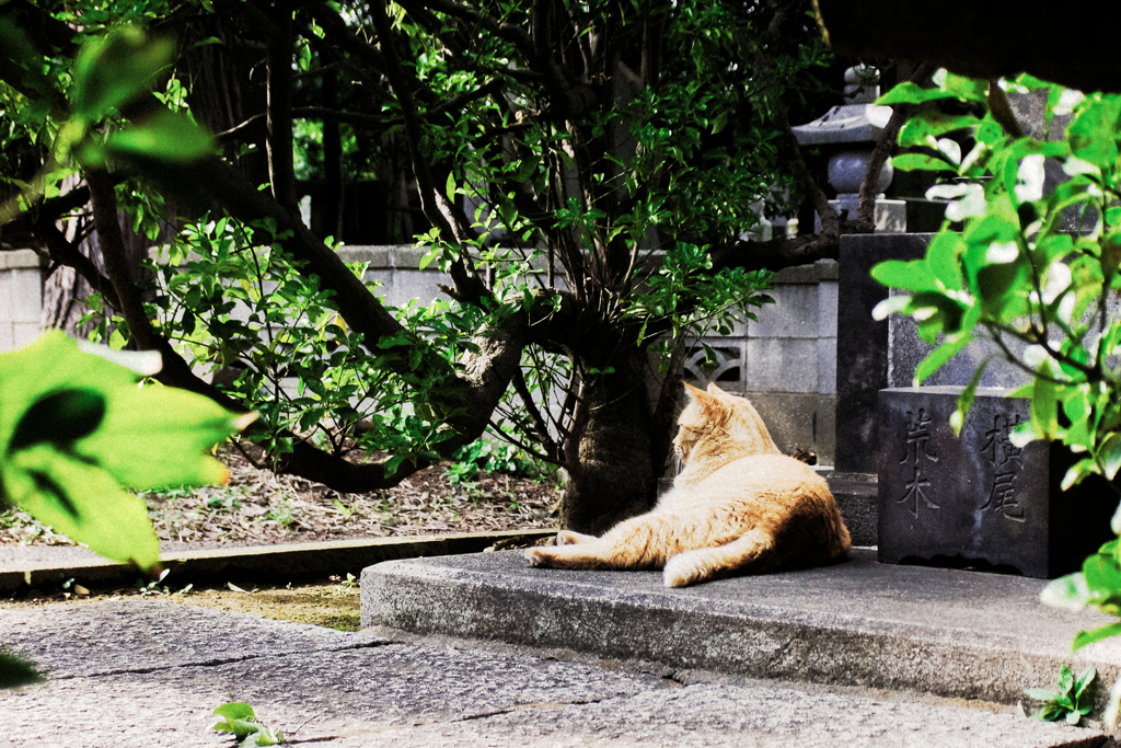 猫撮り散歩2302