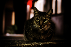 猫撮り散歩1168