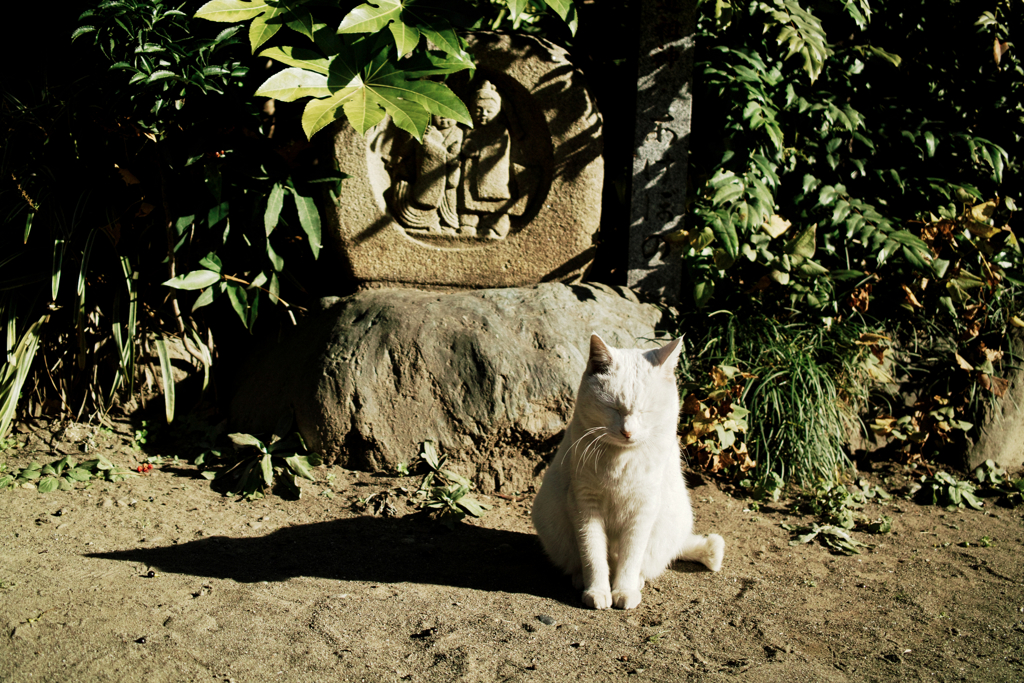 猫撮り散歩1246