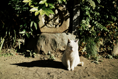猫撮り散歩1246