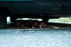 猫撮り散歩521