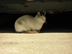猫撮り散歩240