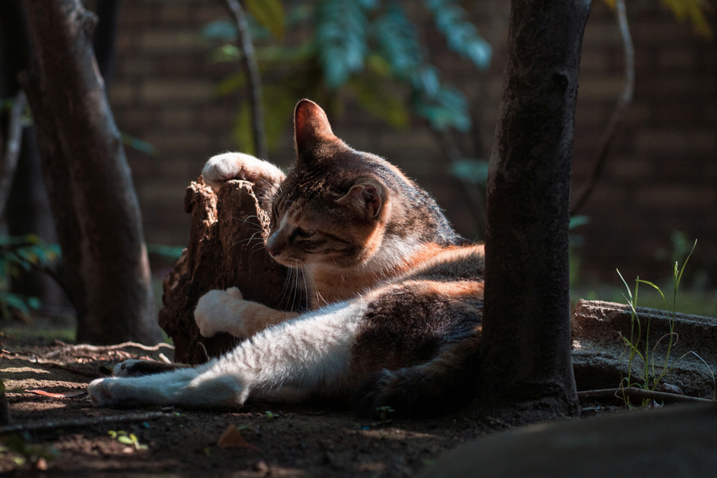 猫撮り散歩1914