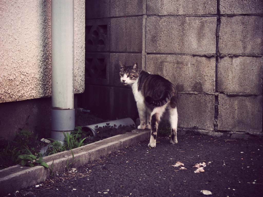 猫撮り散歩194