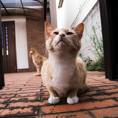 猫撮り散歩786