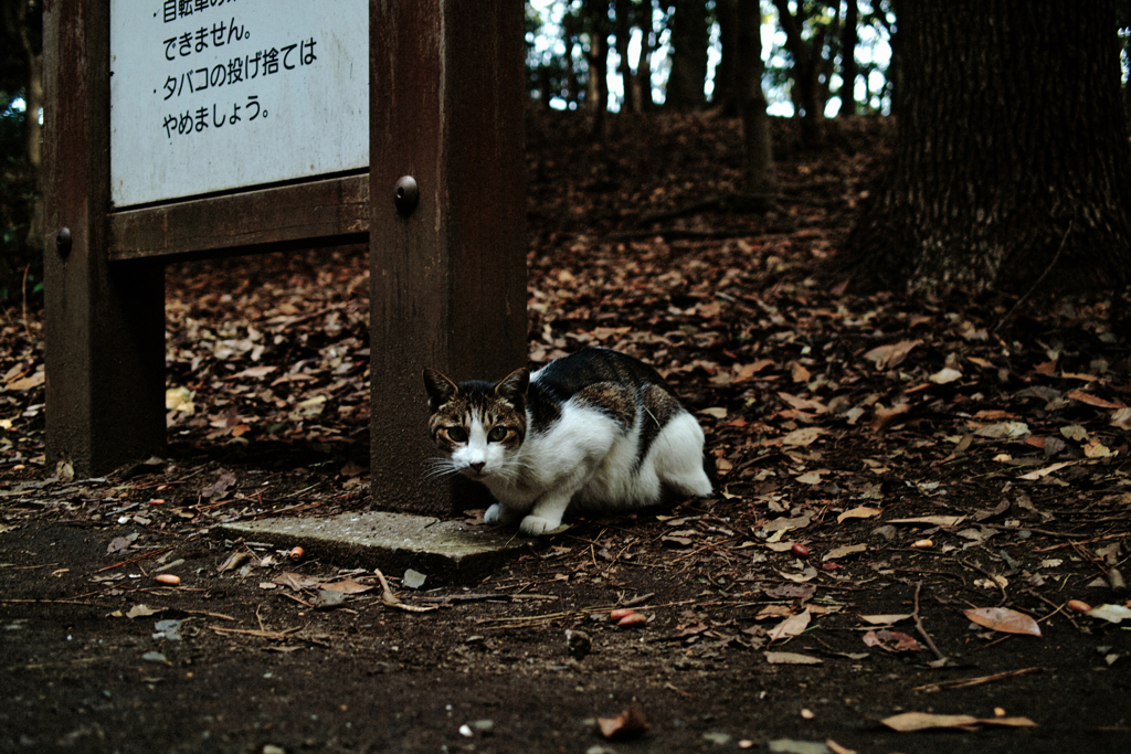 猫撮り散歩1749