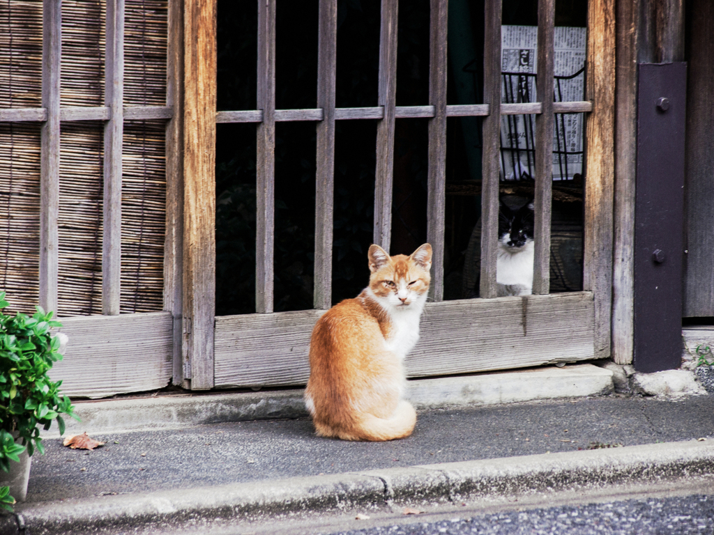 猫撮り散歩2292