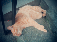 猫撮り散歩399