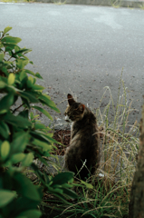 猫撮り散歩350