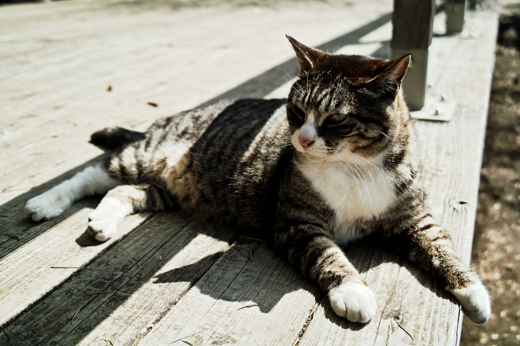 猫撮り散歩764