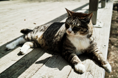 猫撮り散歩764