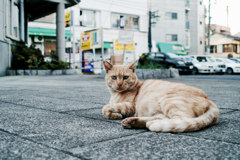 猫撮り散歩1540