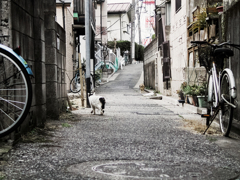 猫撮り散歩1904