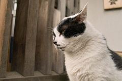 猫撮り散歩7OO