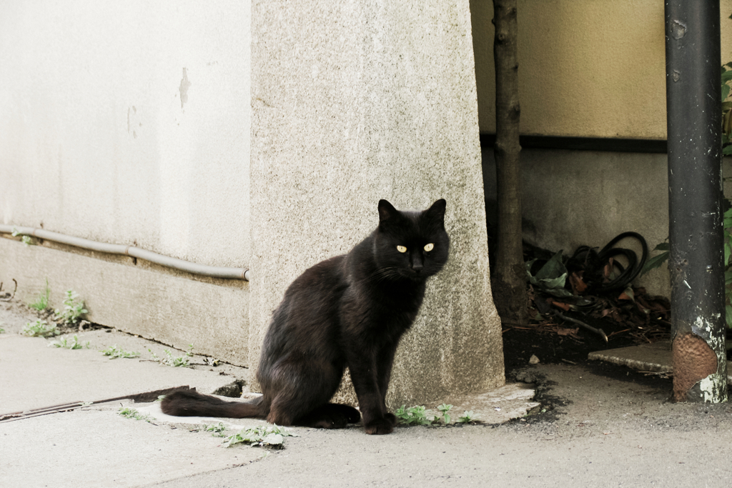 猫撮り散歩1418