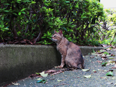 猫撮り散歩261