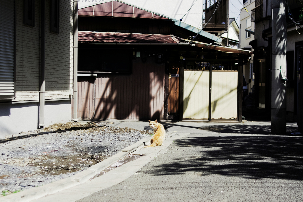猫撮り散歩1553
