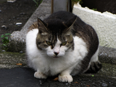 猫撮り散歩159