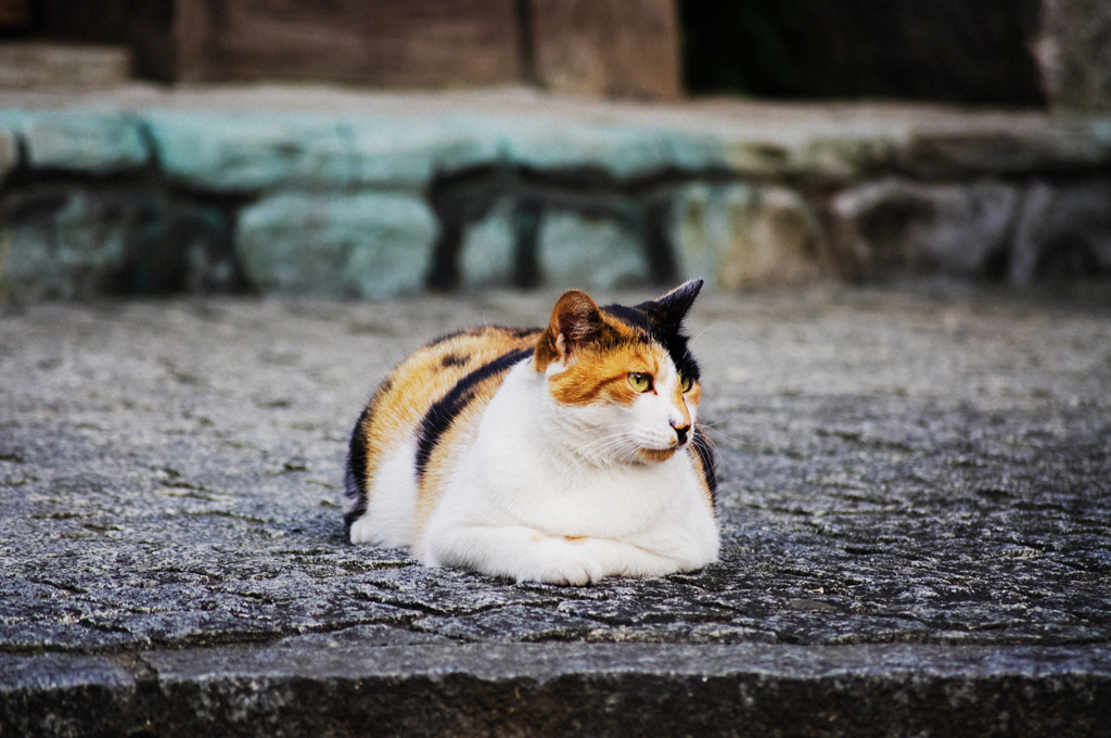 猫撮り散歩594