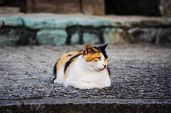 猫撮り散歩594