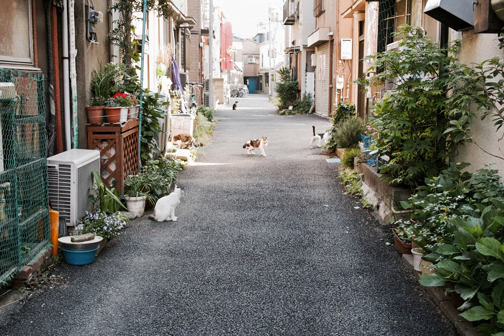 猫撮り散歩493