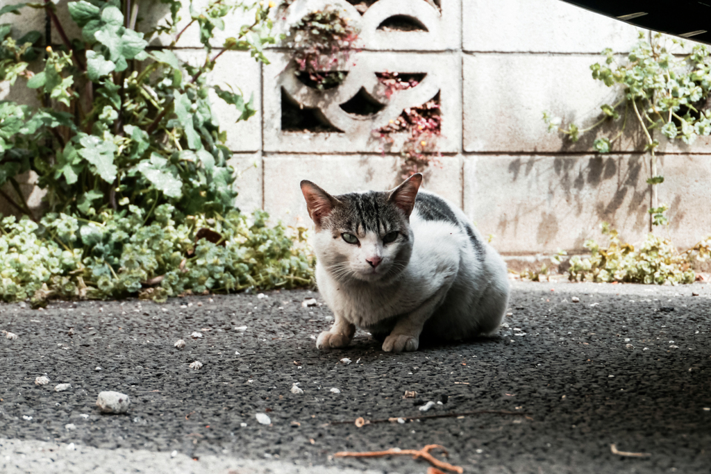 猫撮り散歩1919