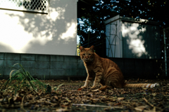 猫撮り散歩1281