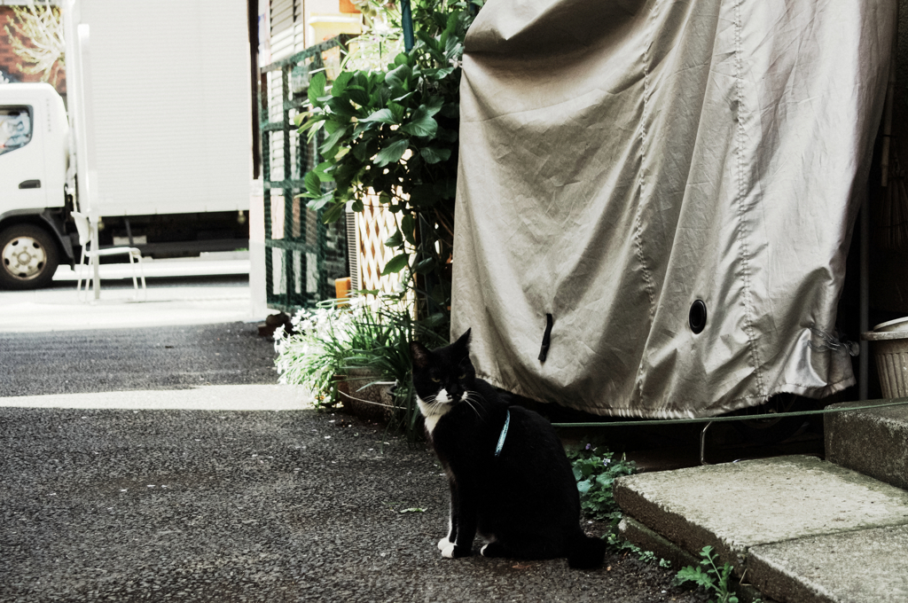 猫撮り散歩89S