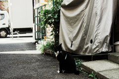 猫撮り散歩89S