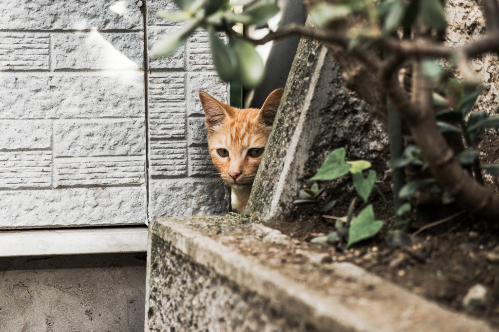 猫撮り散歩784