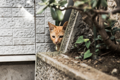猫撮り散歩784