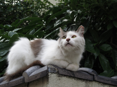 猫撮り散歩125