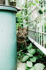 猫撮り散歩908