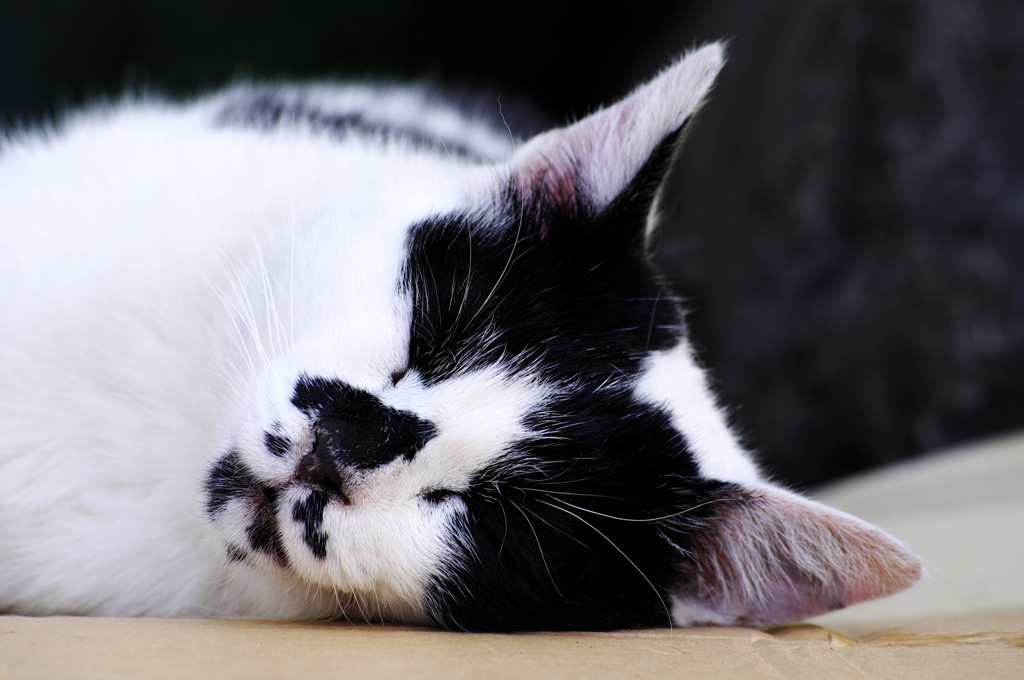 猫撮り散歩73