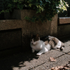 猫撮り散歩2410