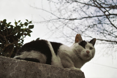 猫撮り散歩1633