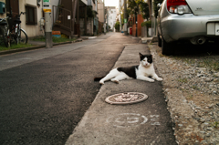 猫撮り散歩607