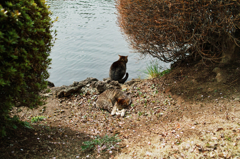 猫撮り散歩674